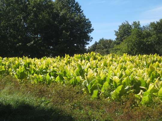 Field of tobacco